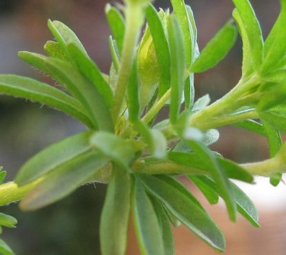 tenuifolia3