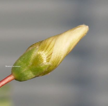 enneaphyllahybrida1